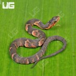ug_baby_broad_banded_water_snake_6.jpg