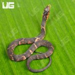 ug_baby_broad_banded_water_snake_3.jpg
