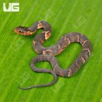 ug_baby_broad_banded_water_snake_2.jpg