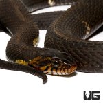 ug_broad_banded_water_snake_1.jpg