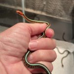 junk - snake in hand.jpeg