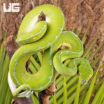 ug_Female_Manokwari_Green_Tree_Python_#1_2.jpg