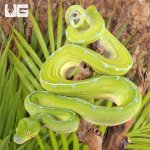 ug_Female_Manokwari_Green_Tree_Python_#1_1.jpg
