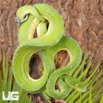 ug_Male_Jayapura_Green_Tree_Python_#1_4.jpg