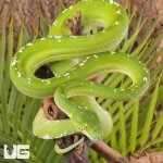 ug_Aru_Green_Tree_Python_#1_3.jpg