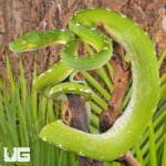 ug_Aru_Green_Tree_Python_#1_2.jpg
