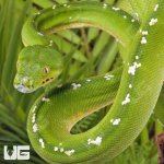 ug_Aru_Green_Tree_Python_#1_1.jpg