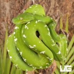ug_Aru_Green_Tree_Python_#2_4.jpg