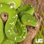 ug_Aru_Green_Tree_Python_#2_3.jpg