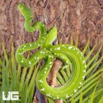 ug_Aru_Green_Tree_Python_#2_2.jpg