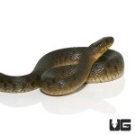 ug_green_water_snake_4.jpg