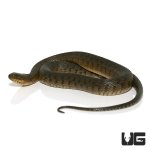 ug_green_water_snake_3.jpg