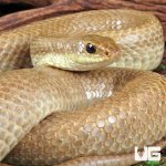 ug_Blonde_Hognose_Snake_4.jpg