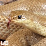 ug_Blonde_Hognose_Snake_2.jpg