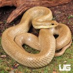 ug_Blonde_Hognose_Snake_1.jpg