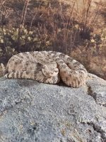 IMG_2866.jpeg