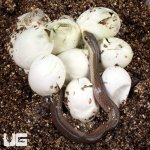 ug_Baby_Blonde_Hognose_Snake_4.jpg