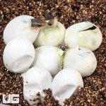 ug_Baby_Blonde_Hognose_Snake_1.jpg