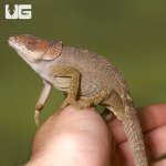 ug_short_horned_chameleon_4.jpg