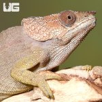 ug_short_horned_chameleon_1.jpg