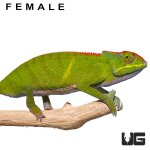 ug_bifidus_chameleon_4.jpg
