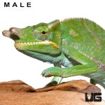 ug_bifidus_chameleon_1.jpg