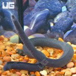 ug_Rubber_Eel_6.jpg