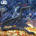 ug_Rubber_Eel_5.jpg