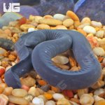 ug_Rubber_Eel_4.jpg