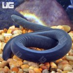 ug_Rubber_Eel_3.jpg
