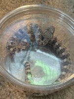 IMG_7231.jpeg