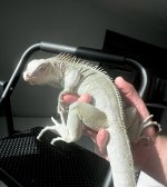 IMG_3115.jpeg