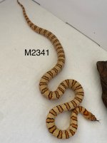IMG_1040.jpeg