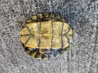 big alabama plastron.jpg