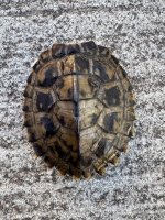 small alabama carapace.jpg