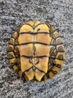 small alabama plastron.jpg