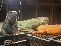 IMG_0255.jpeg