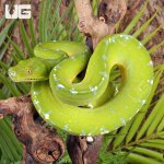 ug_Adult_Sorong_Green_Tree_Python_#1_4.jpg