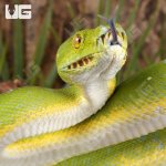 ug_Adult_Sorong_Green_Tree_Python_#1_3.jpg