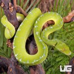 ug_Adult_Sorong_Green_Tree_Python_#1_2.jpg