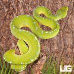 ug_Adult_Sorong_Green_Tree_Python_#1_1.jpg