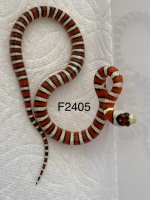 IMG_2405.1.jpg
