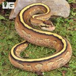 ug_Super_Stripe_Ball_Python_2.jpg