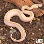 ug_Baby_Banana_Pastel_Genetic_Stripe_Ball_Python_2.jpg