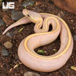 ug_Baby_Banana_Pastel_Genetic_Stripe_Ball_Python_1.jpg