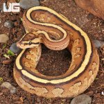 ug_Baby_Spector_Gravel_Ball_Python_1.jpg