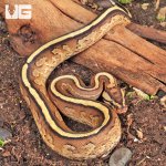 ug_Baby_Spector_Gravel_Ball_Python_2.jpg