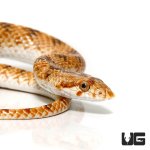 ug_crowned_leaf_nose_snake_1.jpg