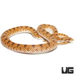 ug_crowned_leaf_nose_snake_2.jpg