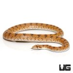 ug_crowned_leaf_nose_snake_3.jpg